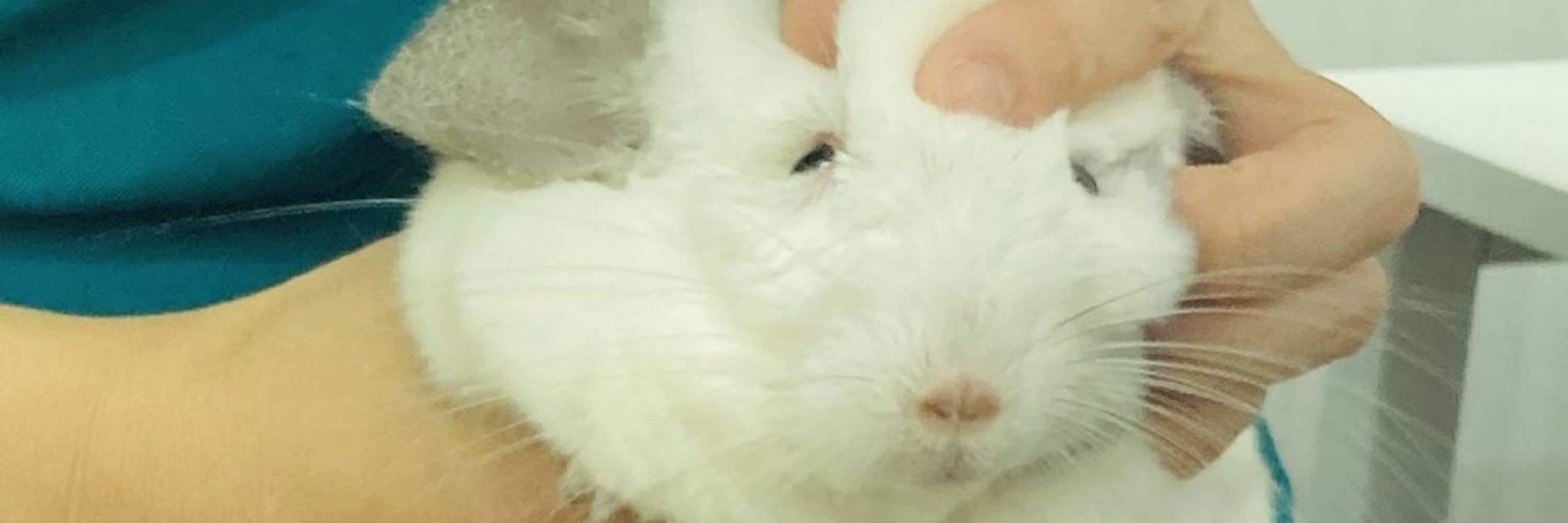 샤나의 멜론빵