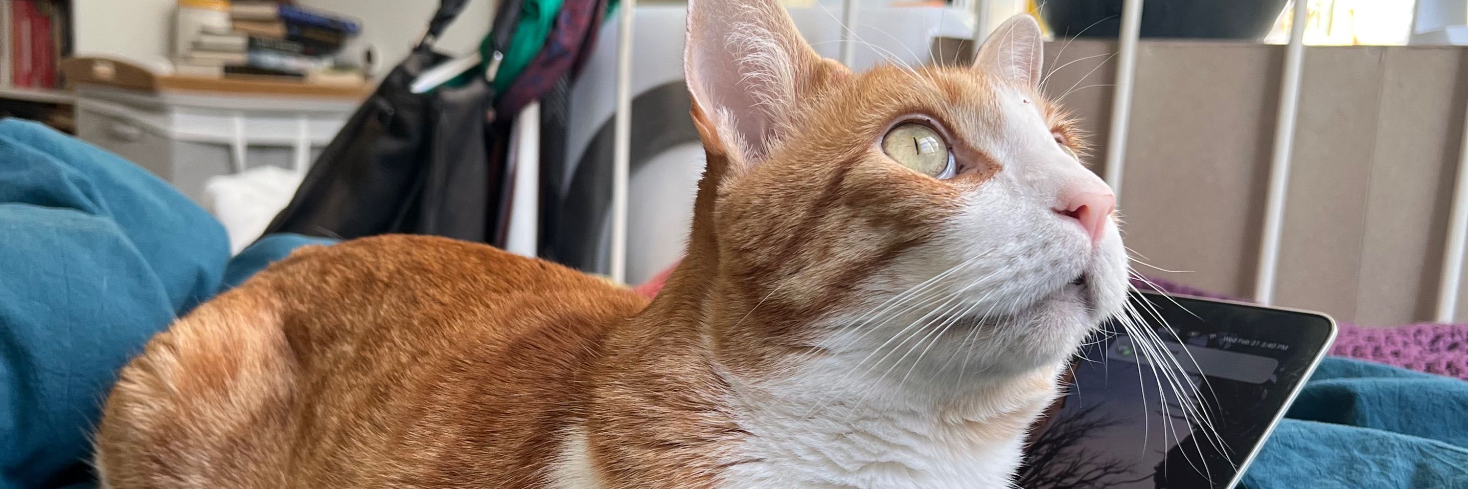 Widget Murray-Thurmond