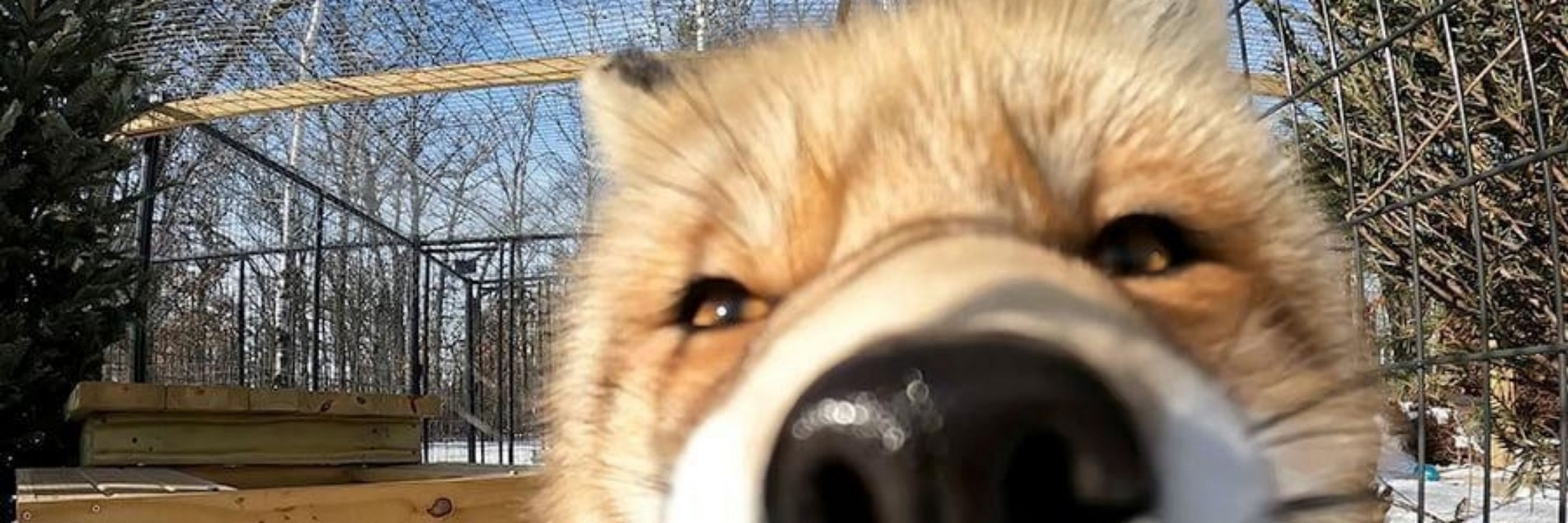 Foxx