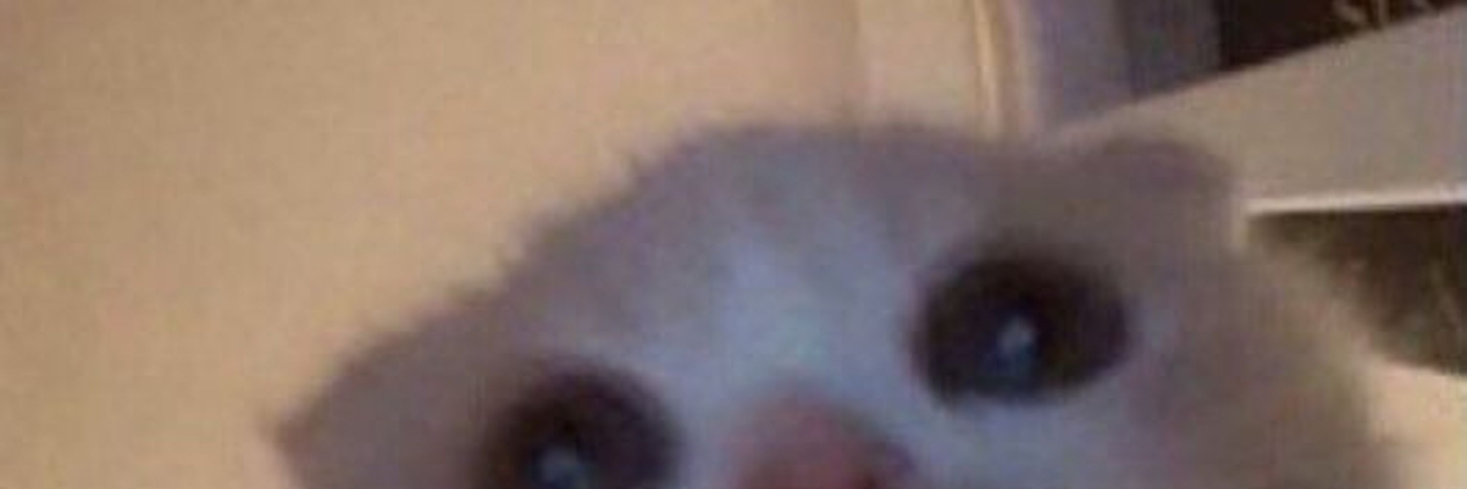 furu