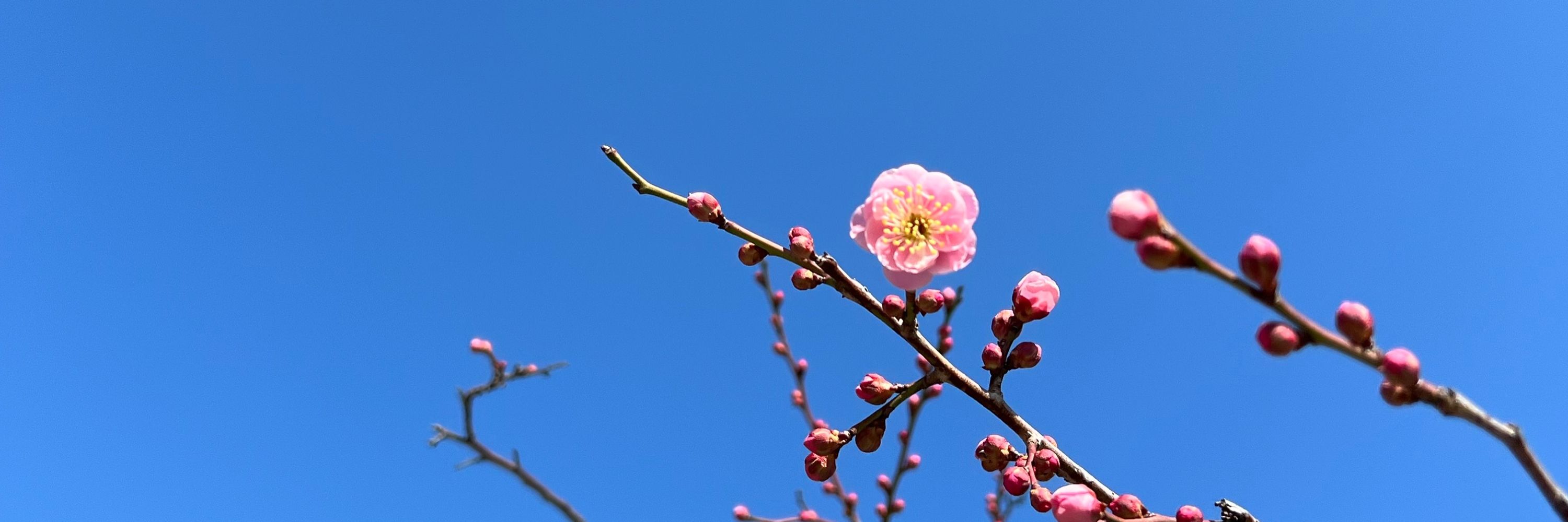 ＳＡＫＵＲＡ