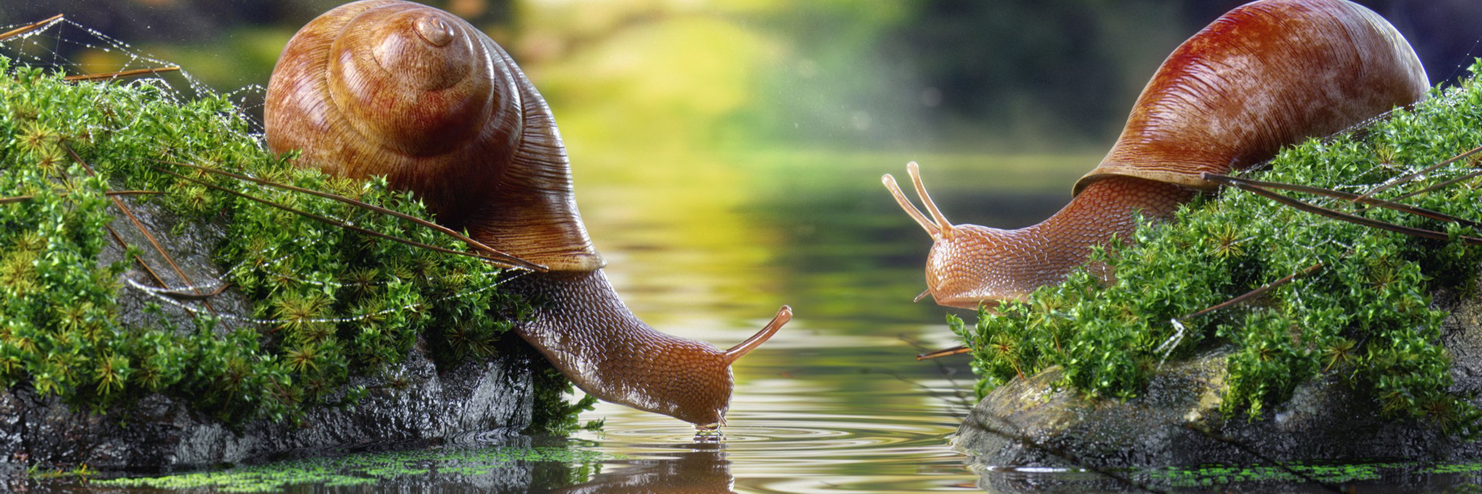 Snail Lover