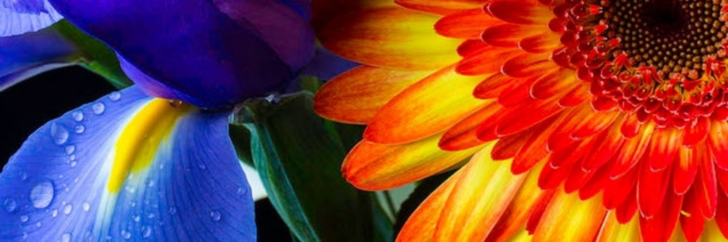 Lady Iris Daisy