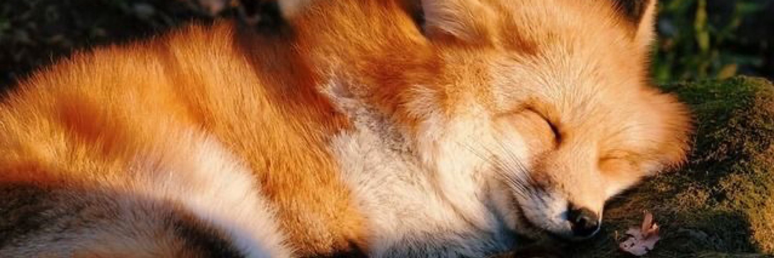 𝖪𝖨𝖲𝖴𝖬𝖨 🦊🍁 3-B (ตอบช้า)