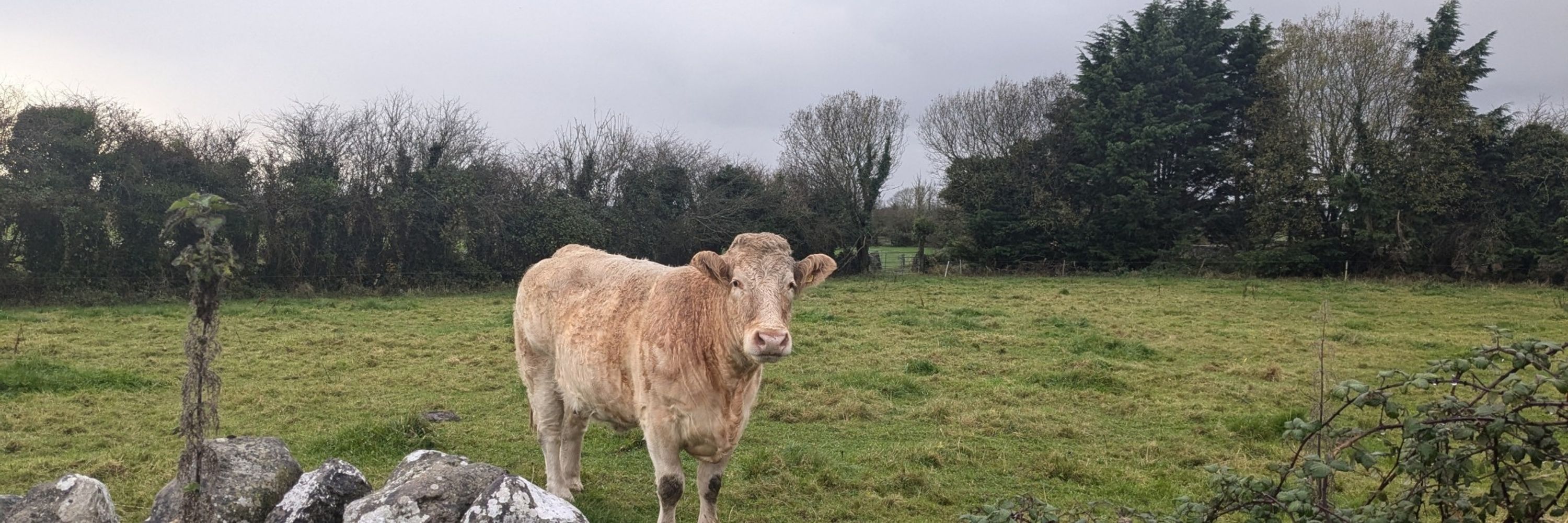 Eilís Ní Chaoimh they/them