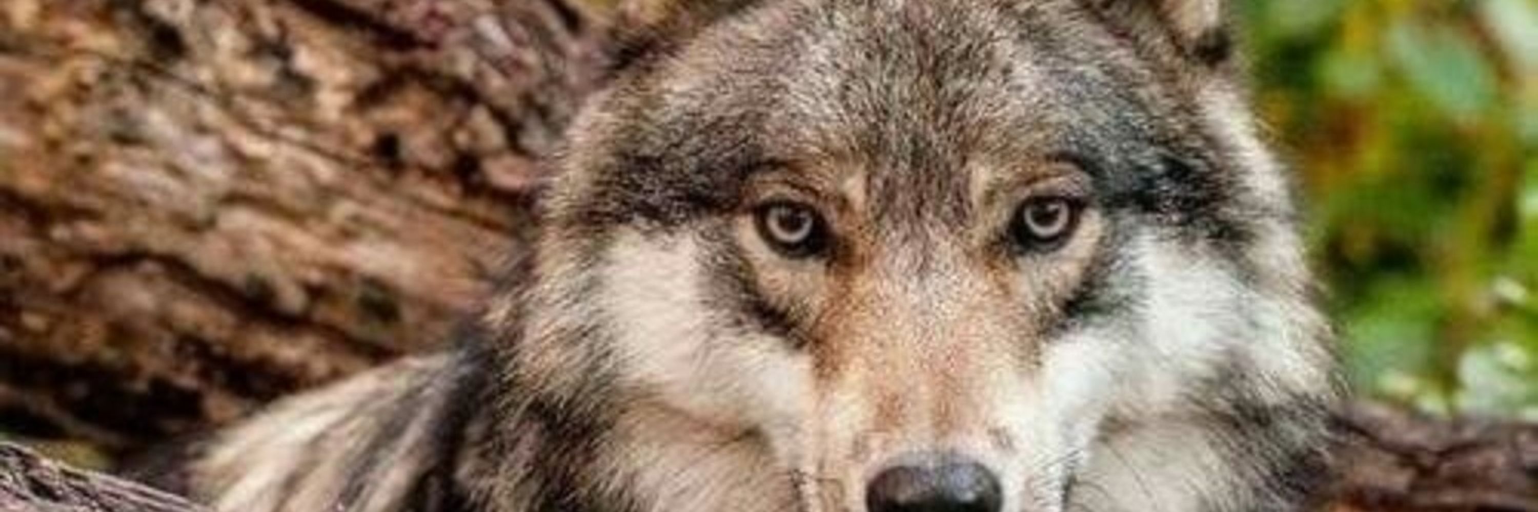 Wolfschatte