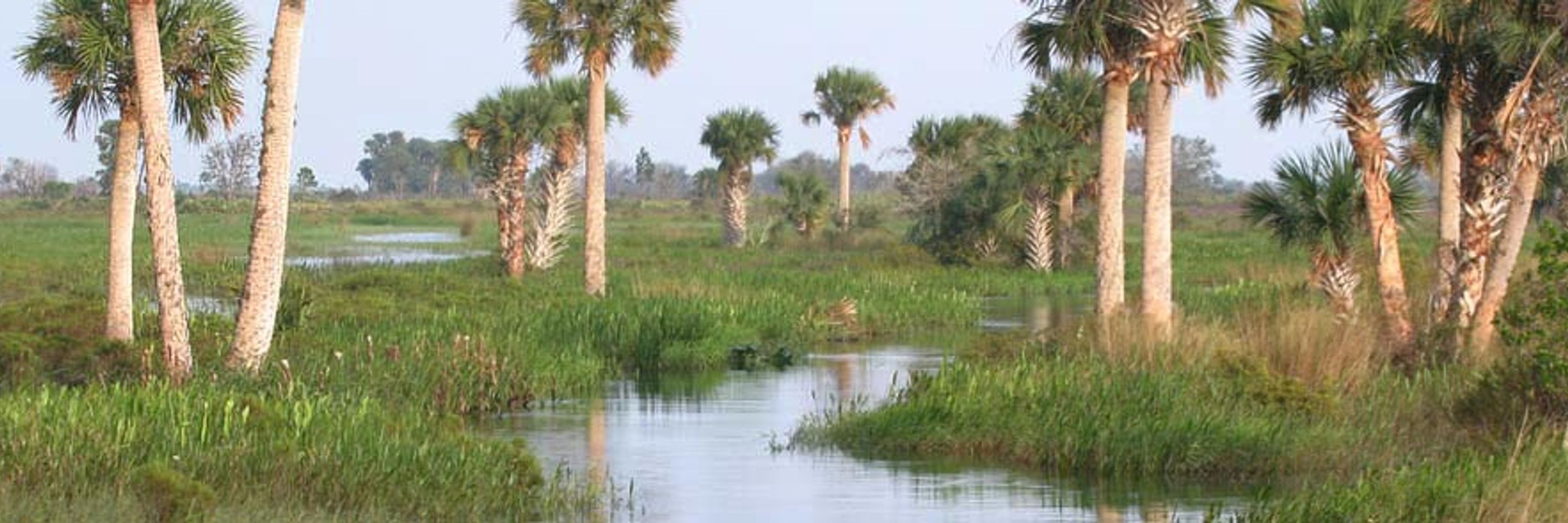 Florida Native Plant Society