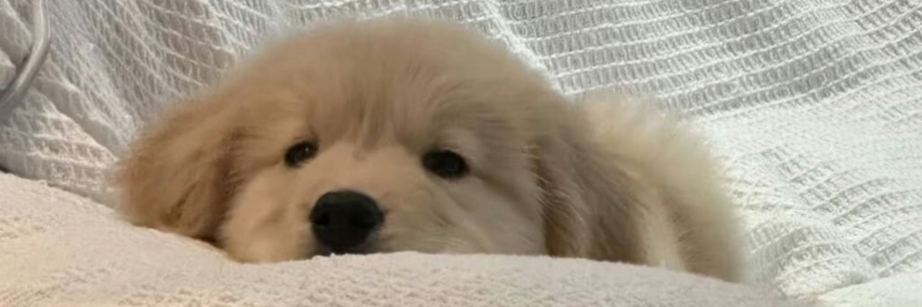 Malik🐶