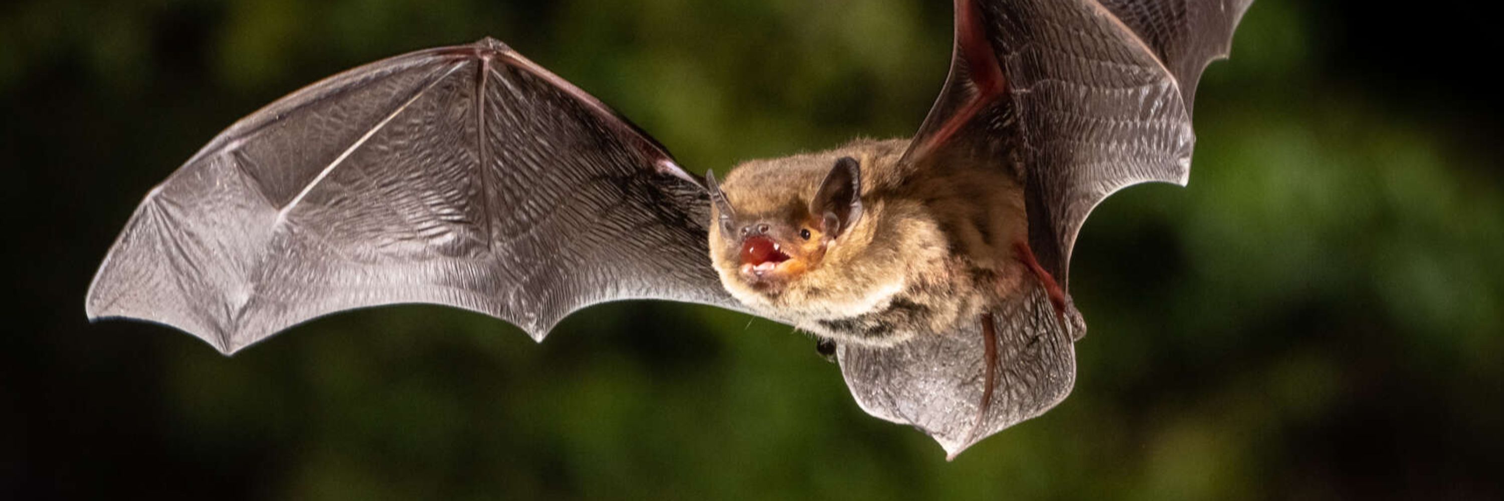 Dr. Oliver Lindecke 🦇