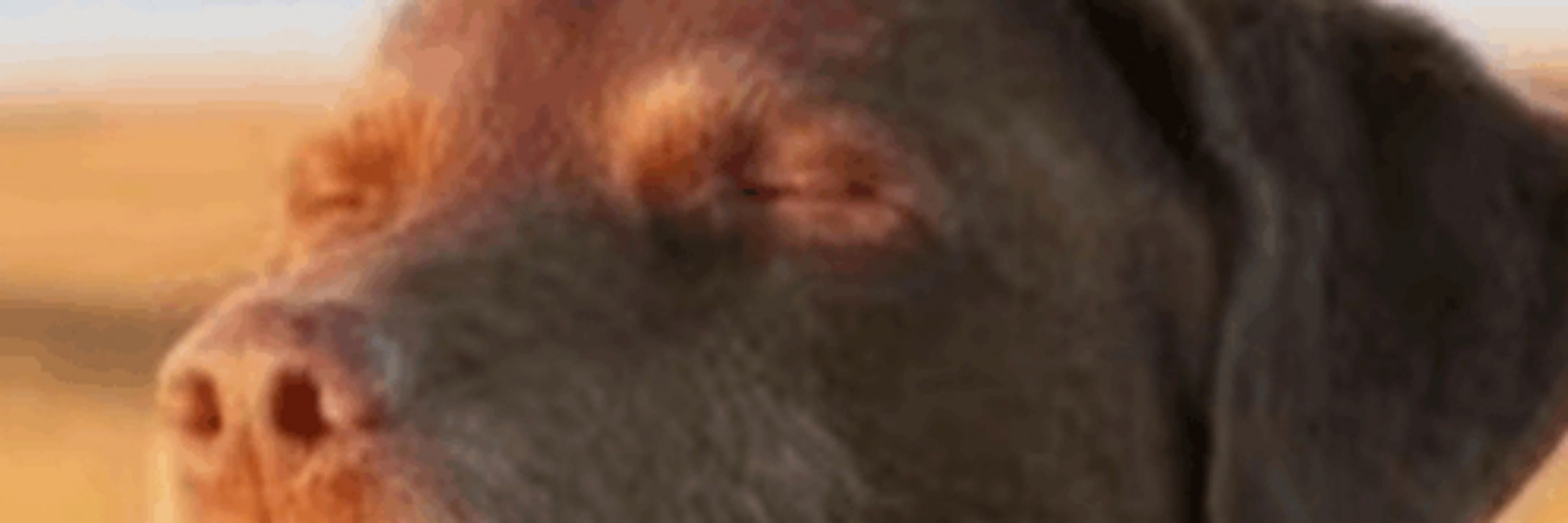 WARTY