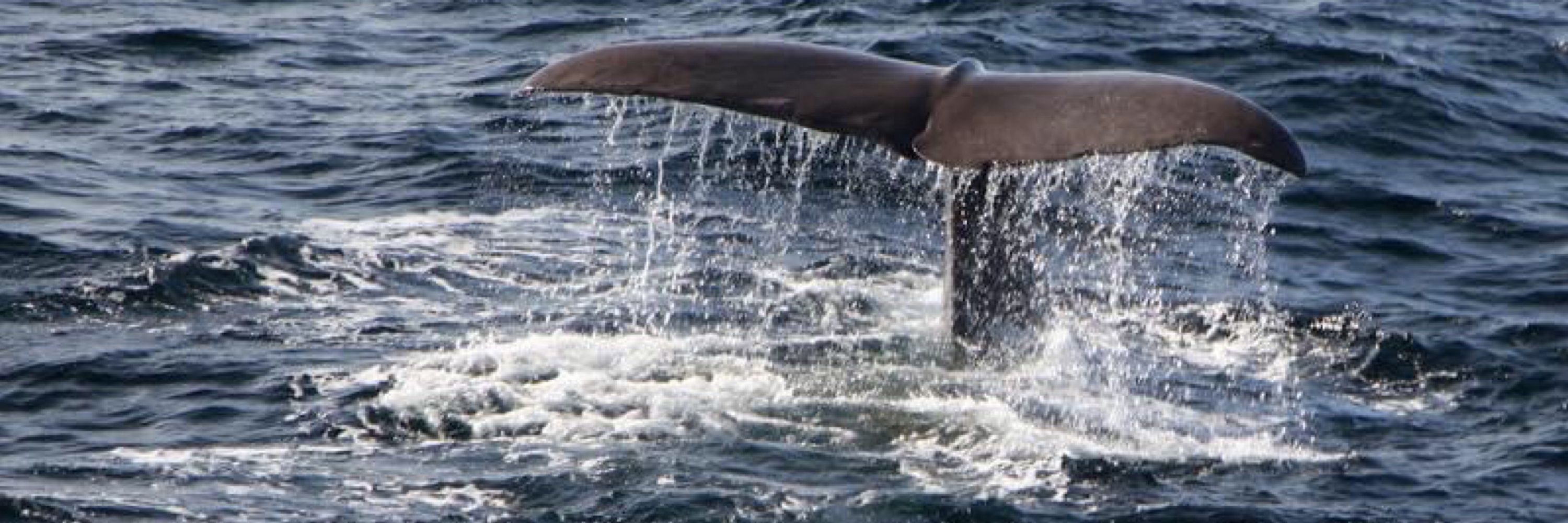 SailingWhale