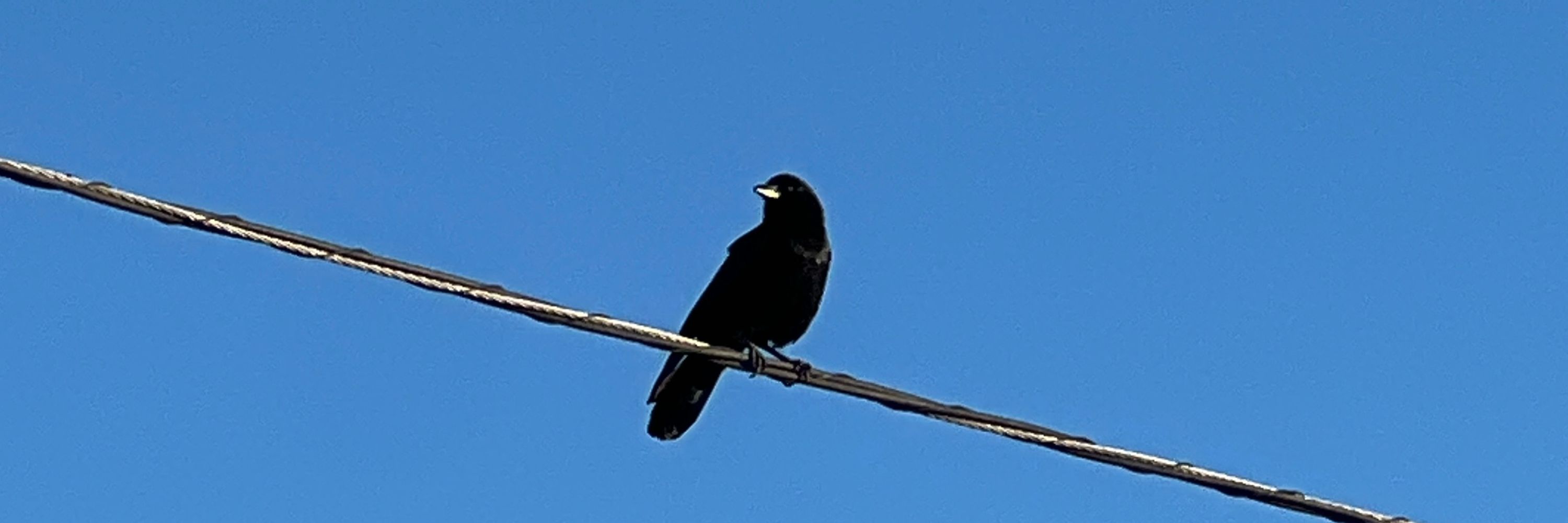 Jodi