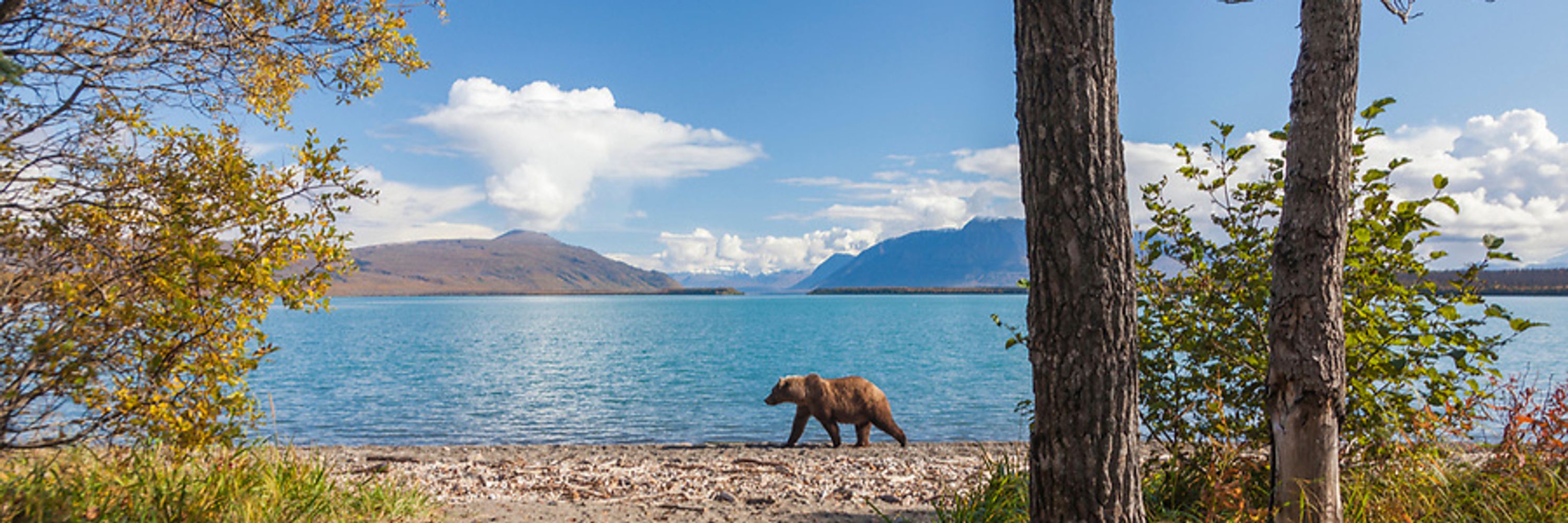 Bear Poster