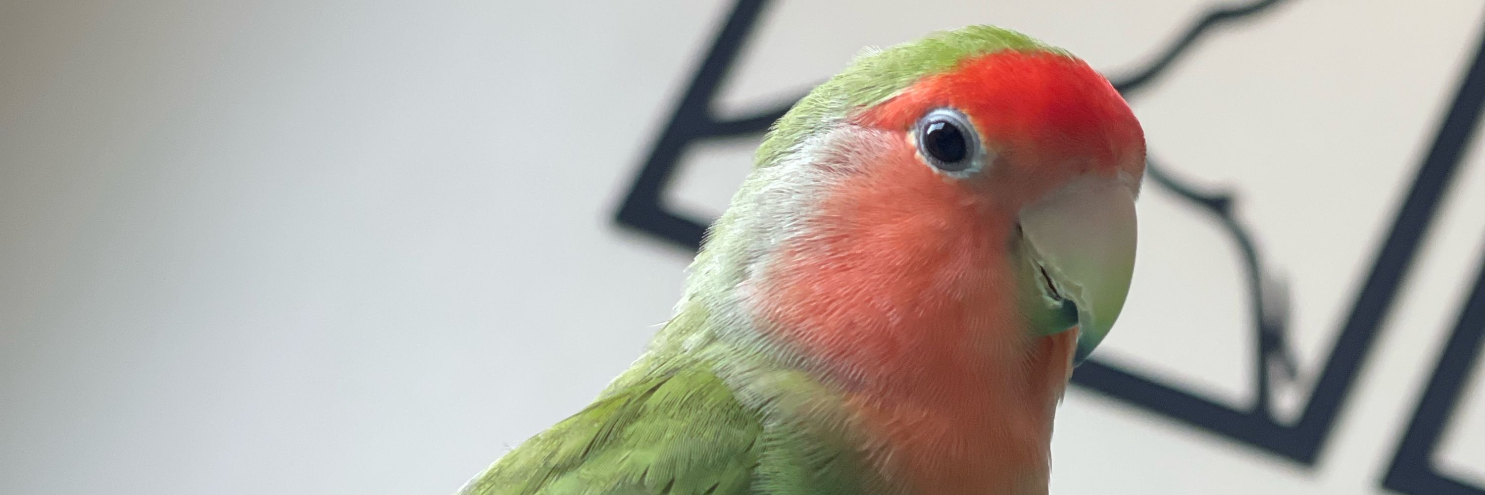 Rai rai
