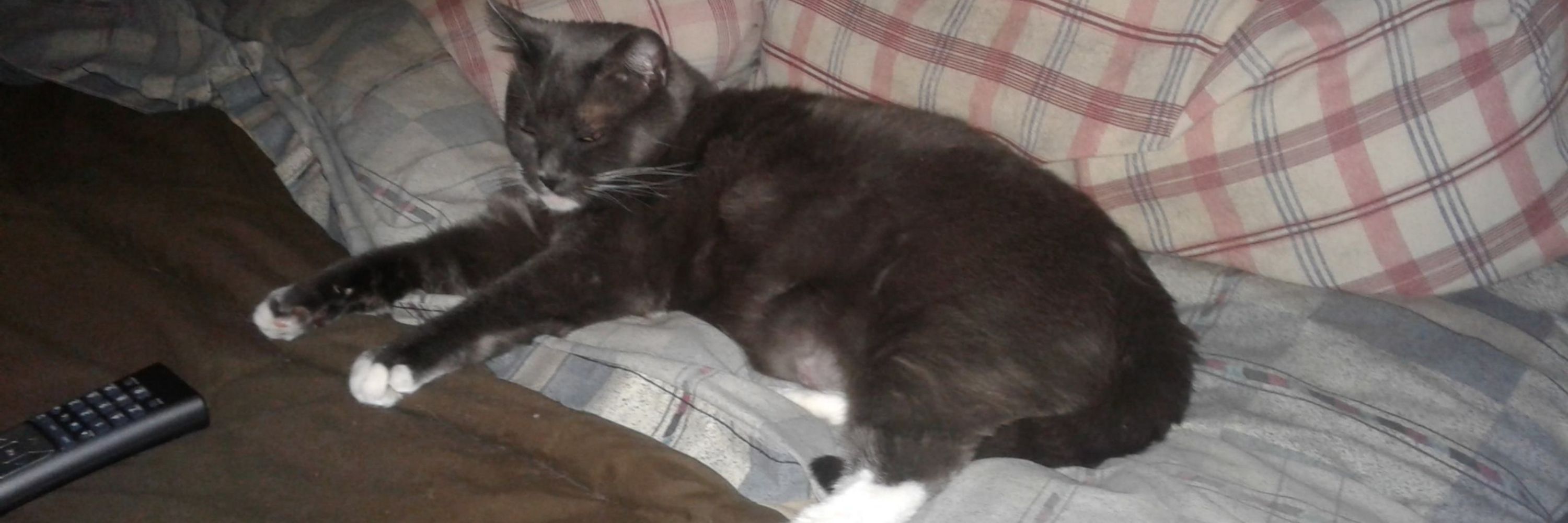 SoxCat