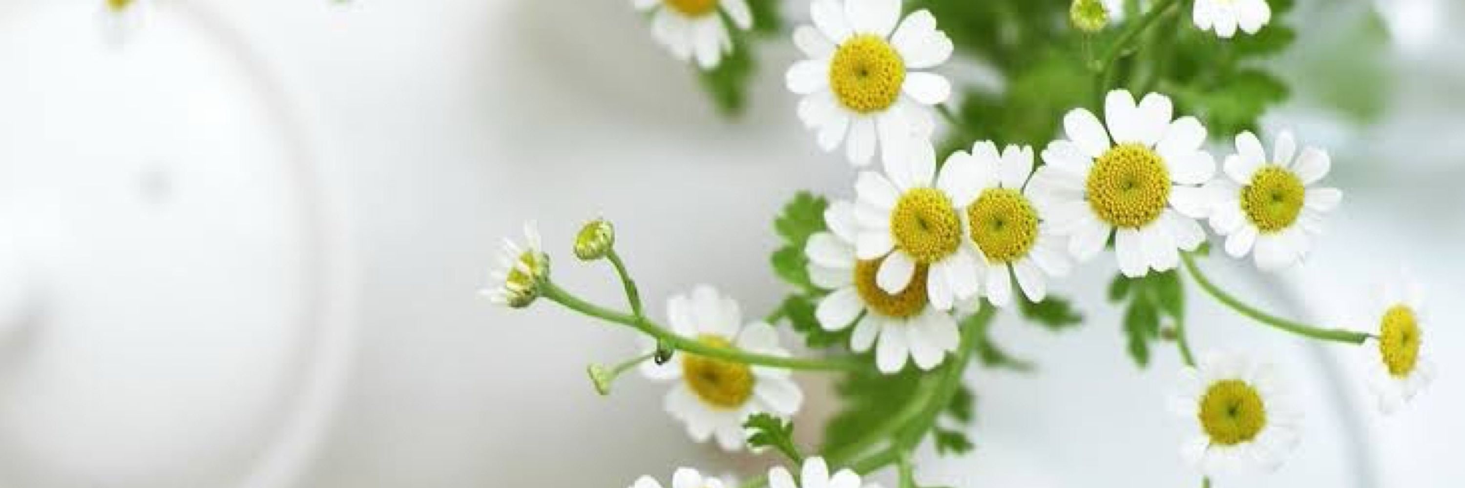 やよ✿