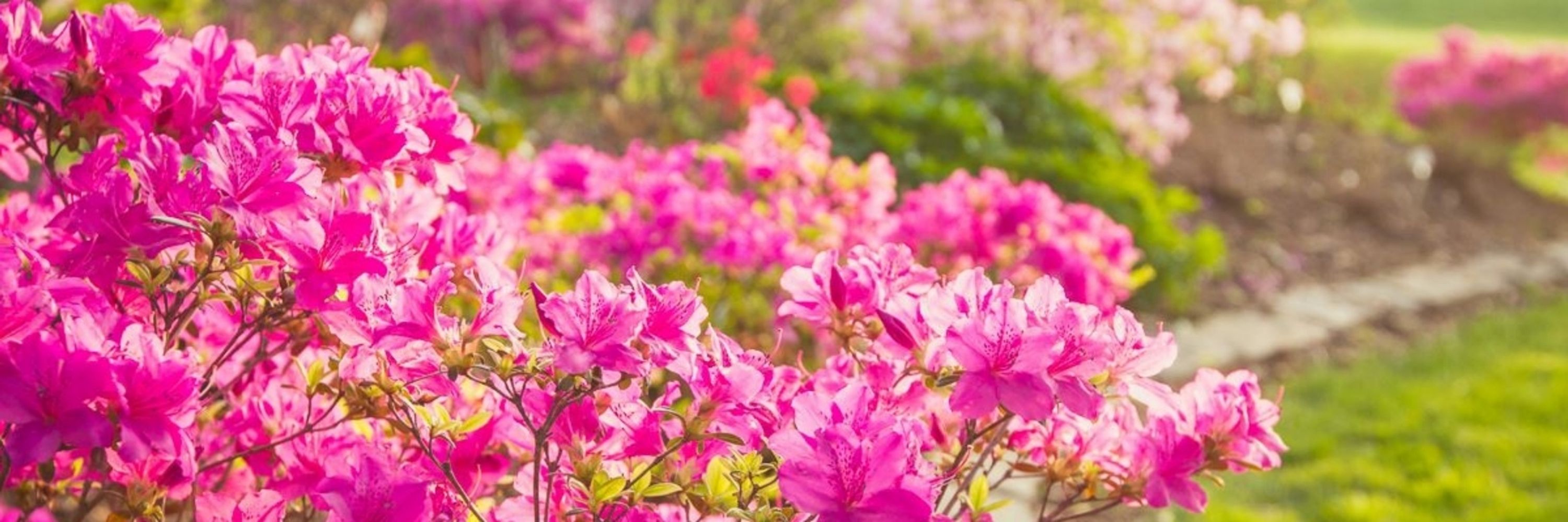 🌷