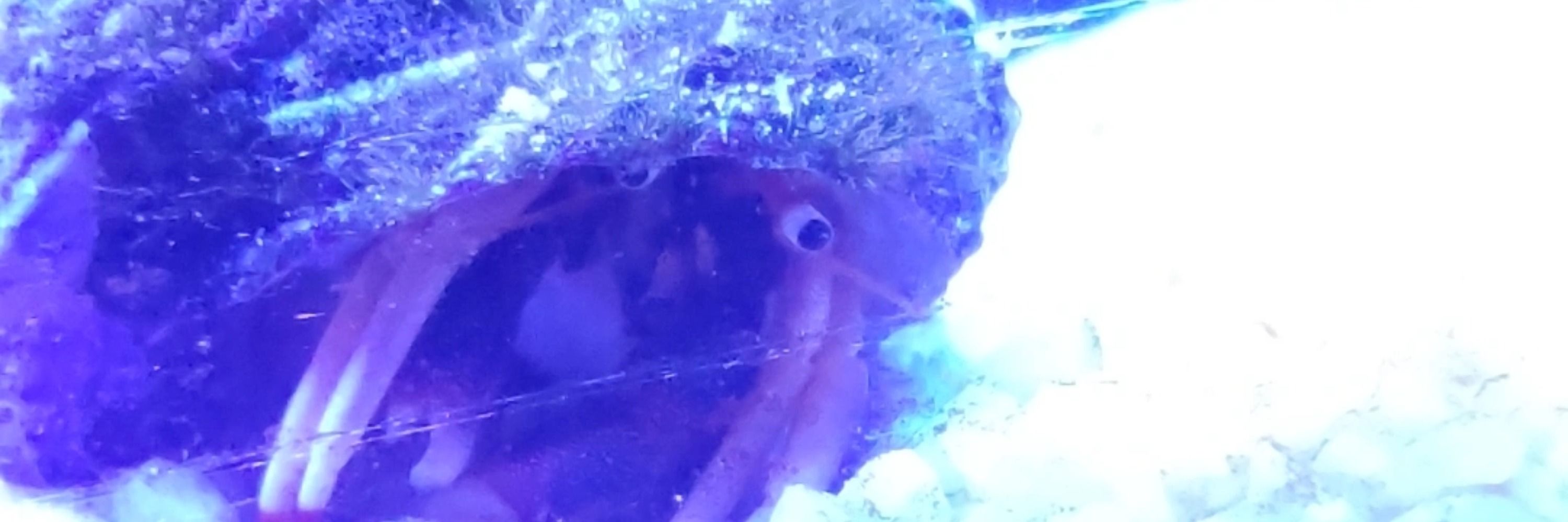 Igor 