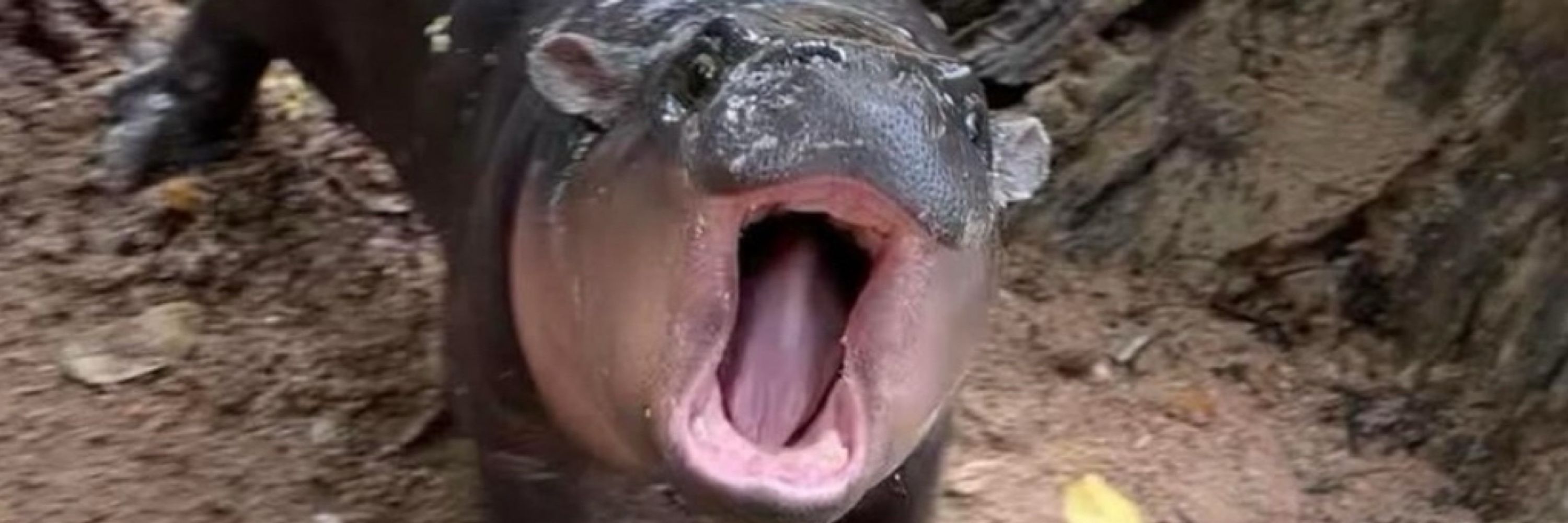 jobalada