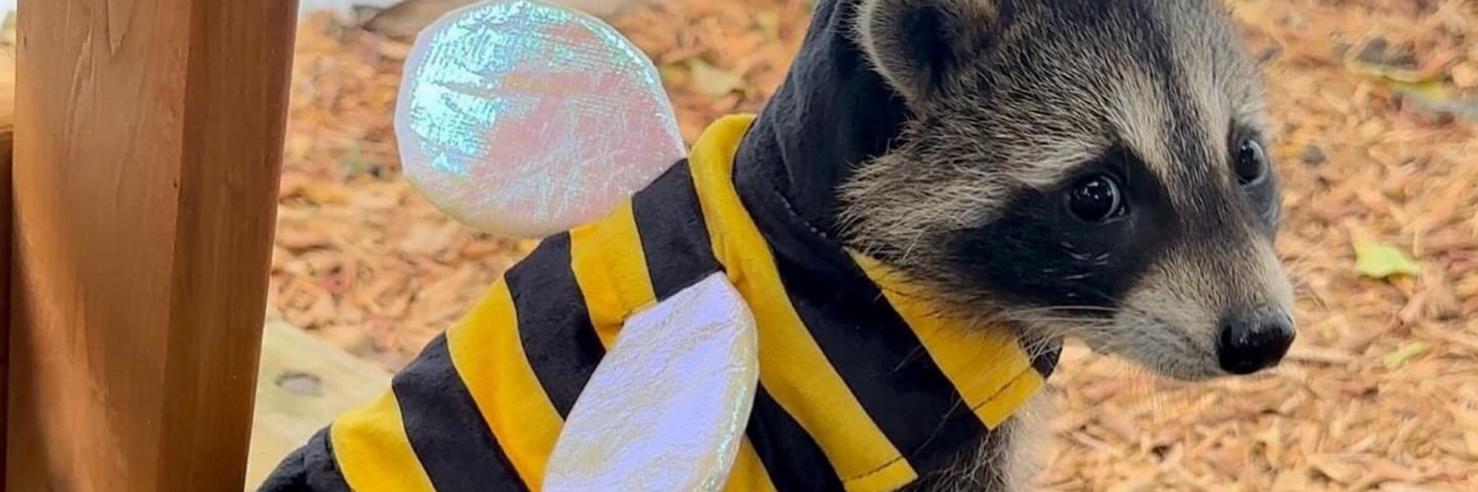 🏳️‍⚧️BarWenchBee🐝