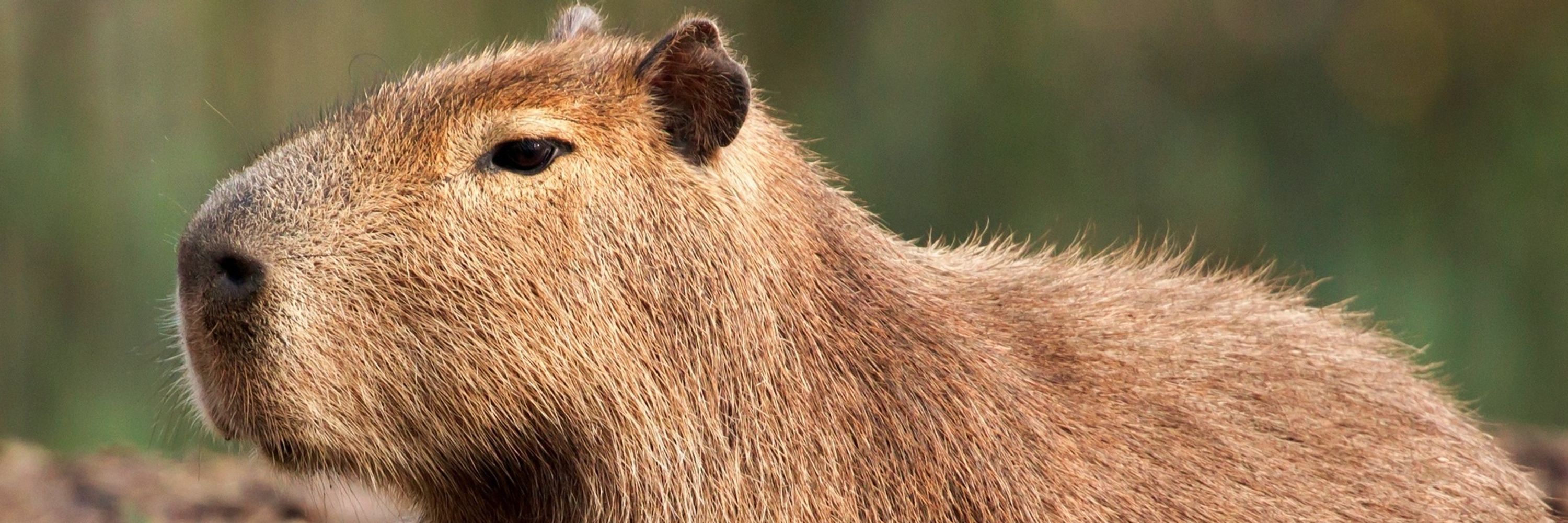 Cephas Capybara