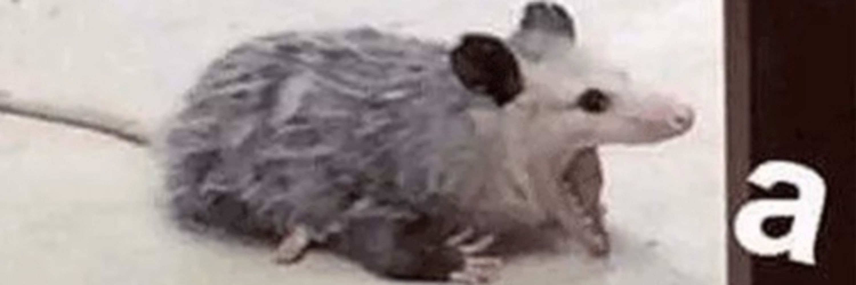 ShelfOpossum