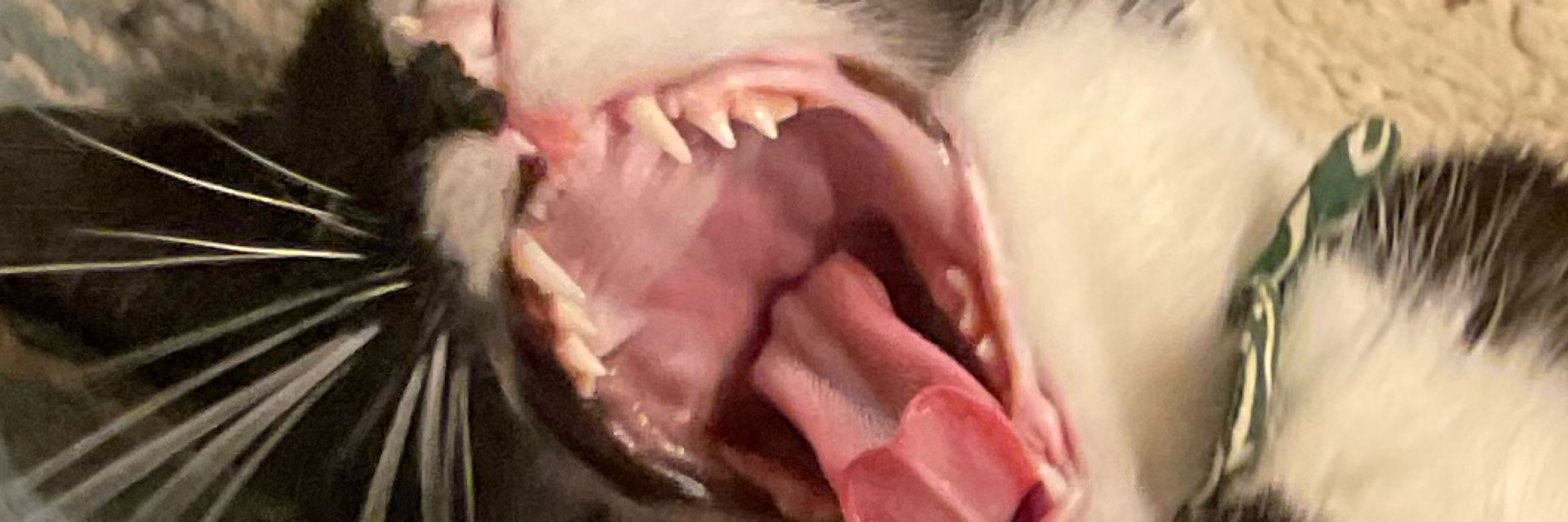 眠い君
