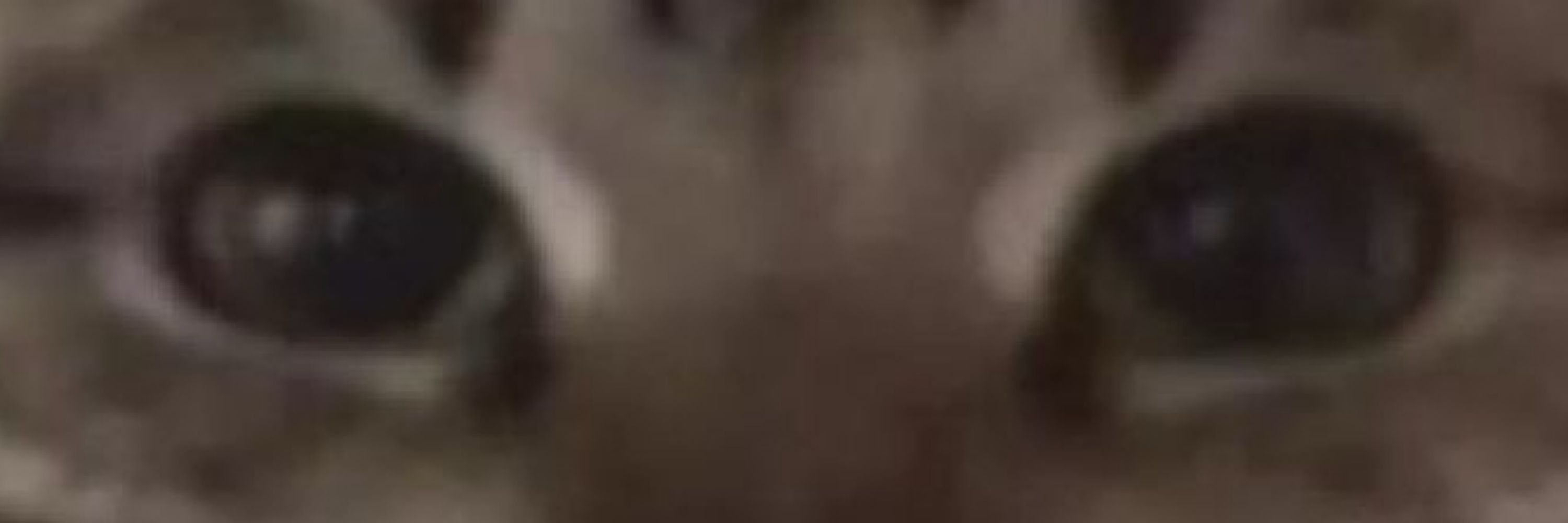 eduardo