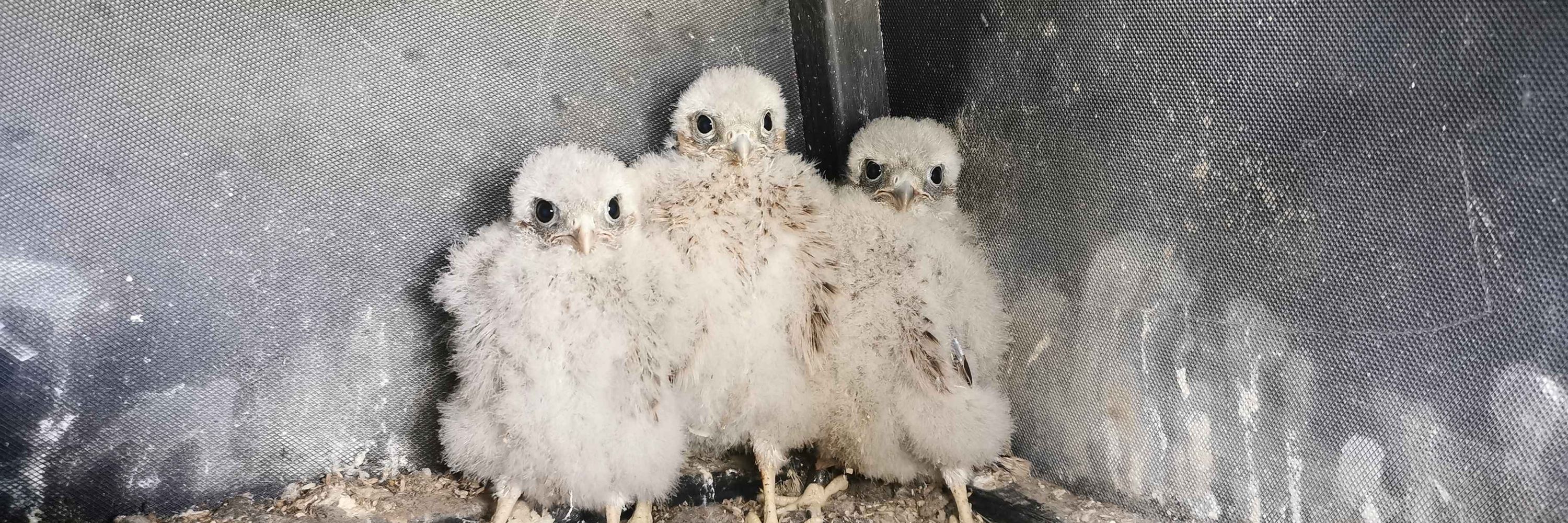 Bucks Owl and Raptor Group 🦉