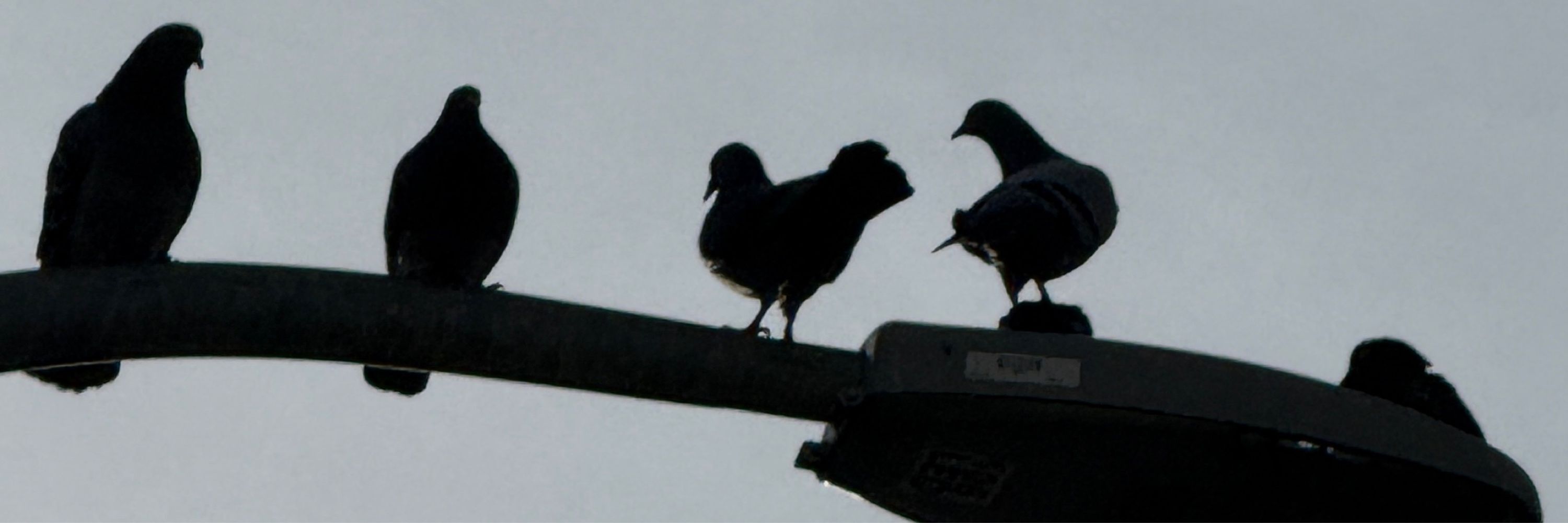 grackle