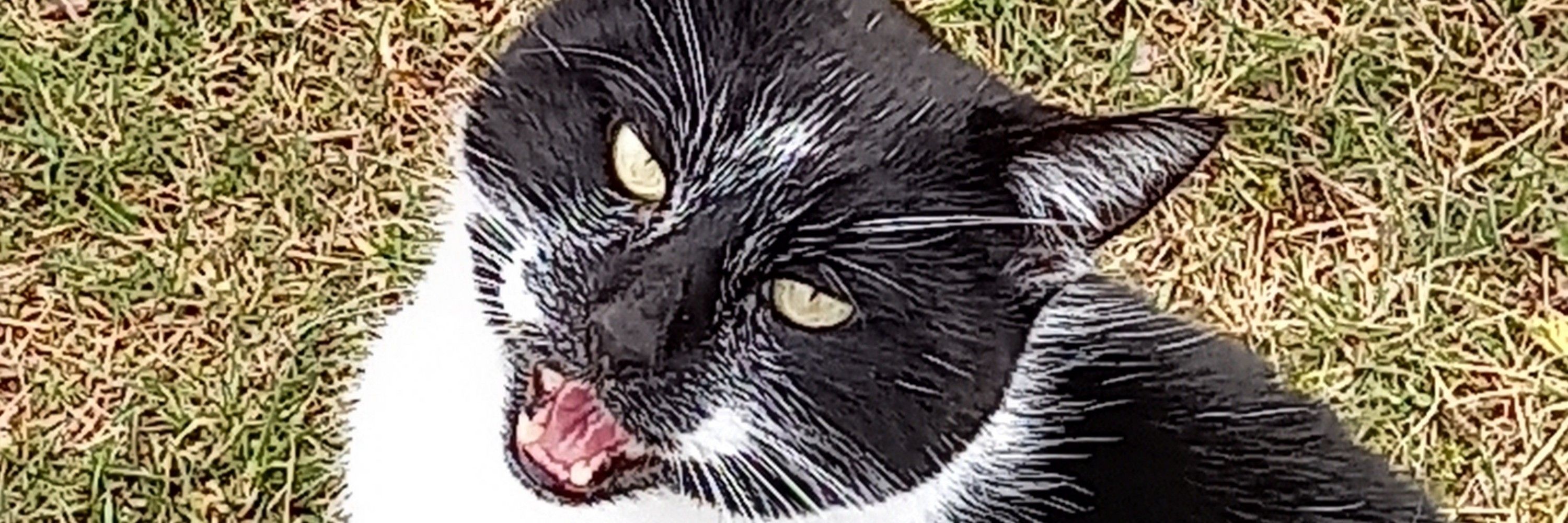 Jack