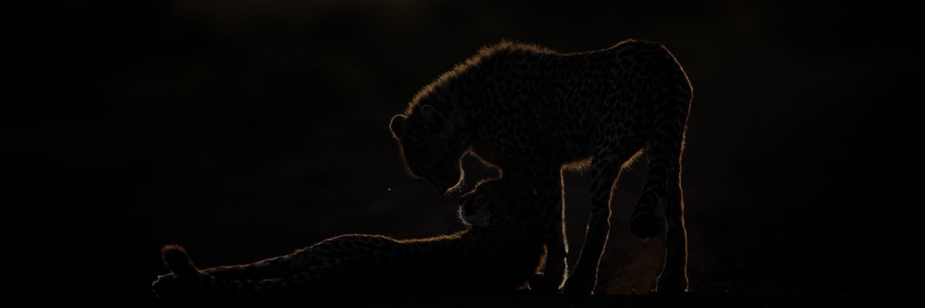 Andy Howe Photography