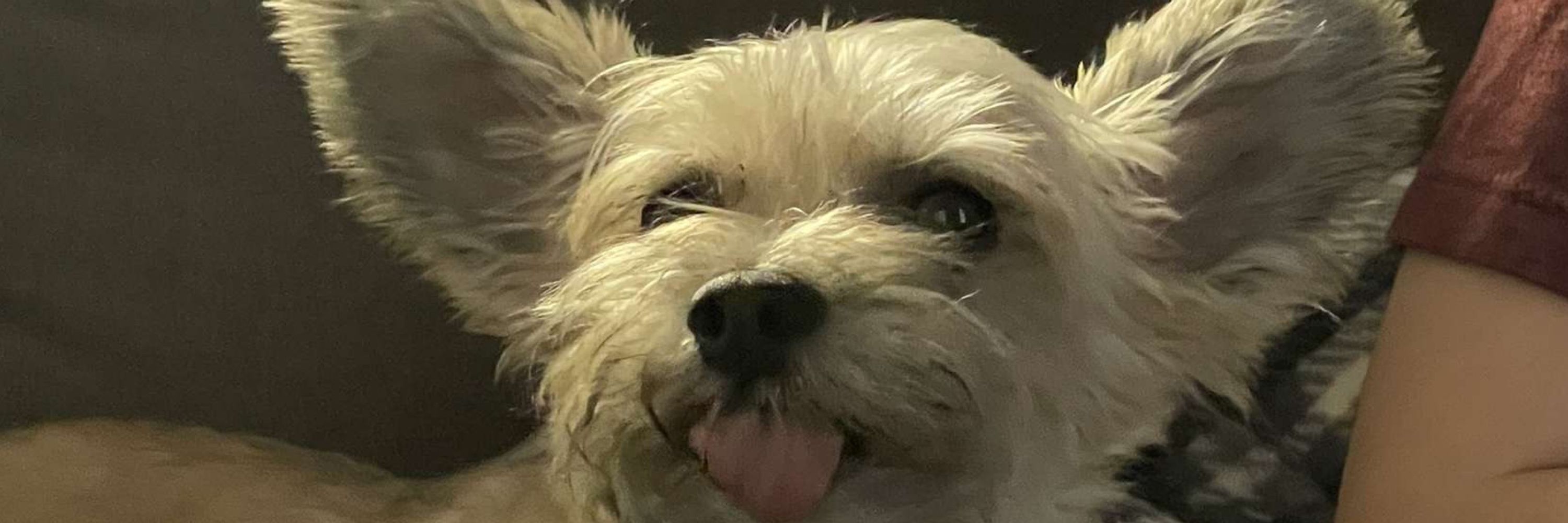 saw enjoyer