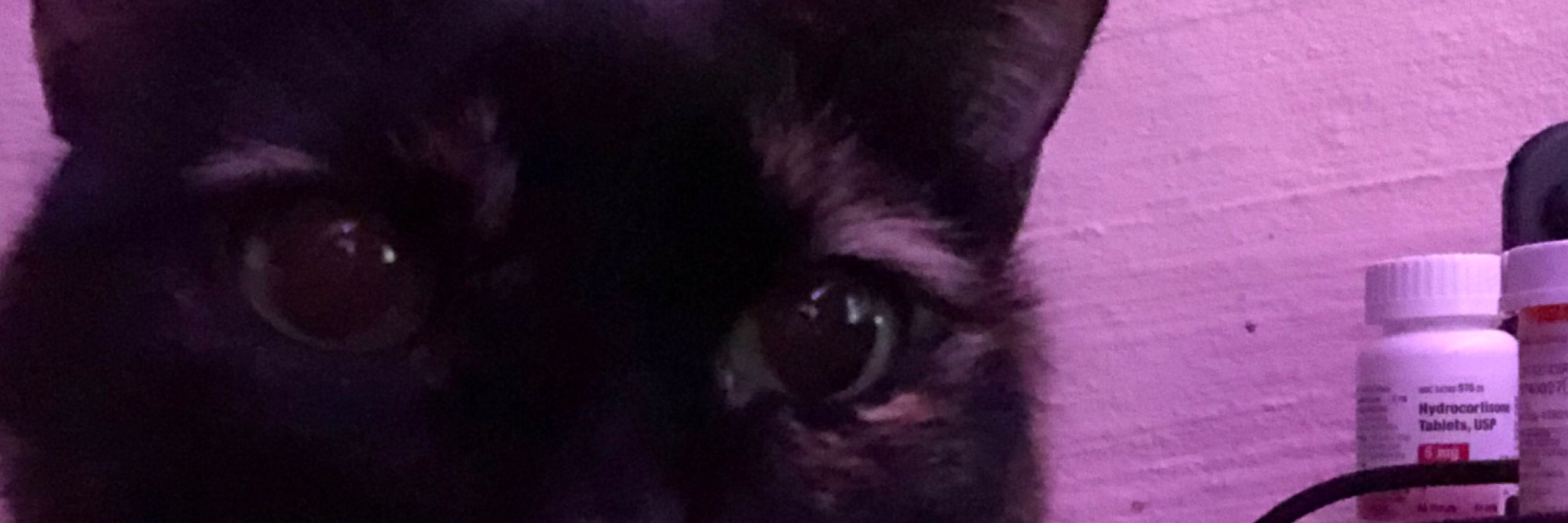 bandit, not evil