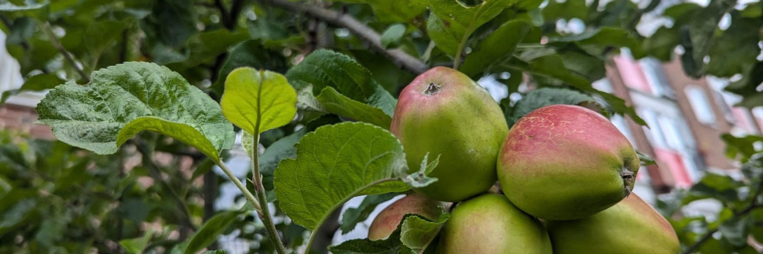 The Orchard Project