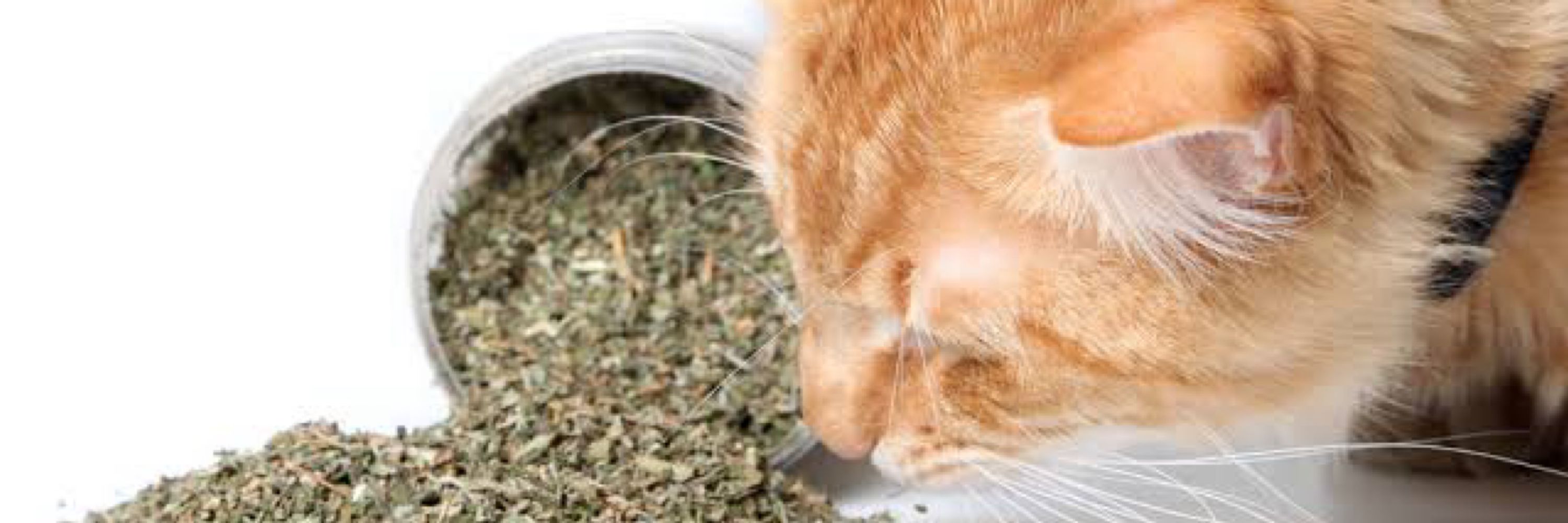 猫村長