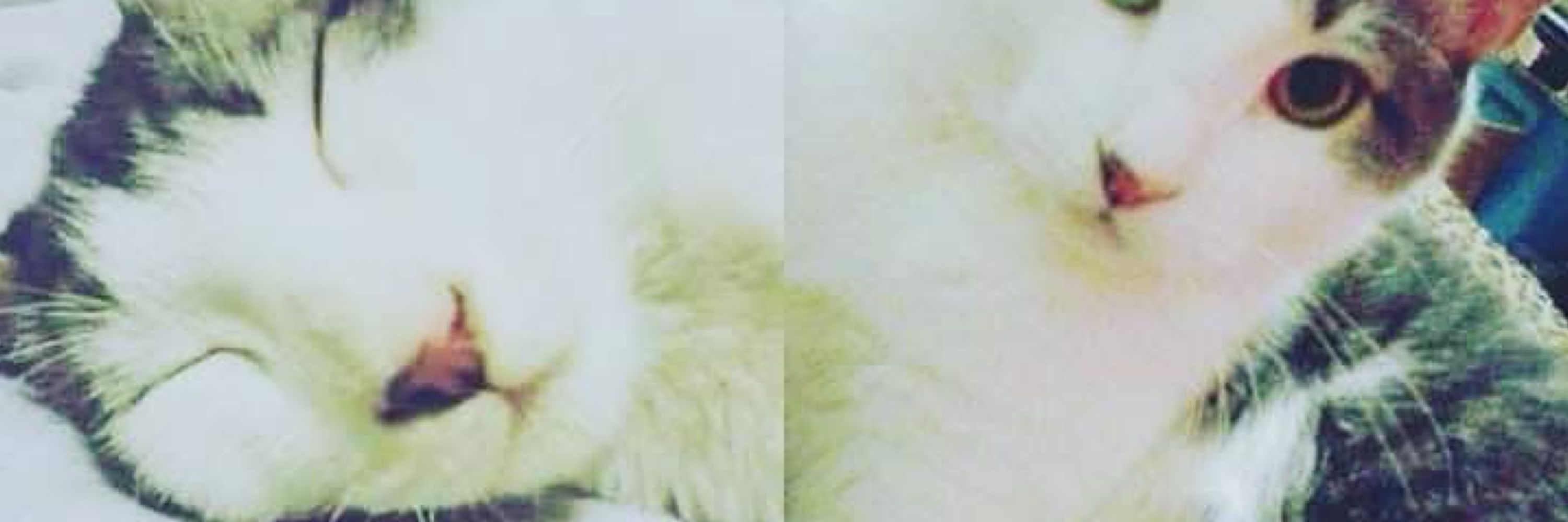 Cat cramer