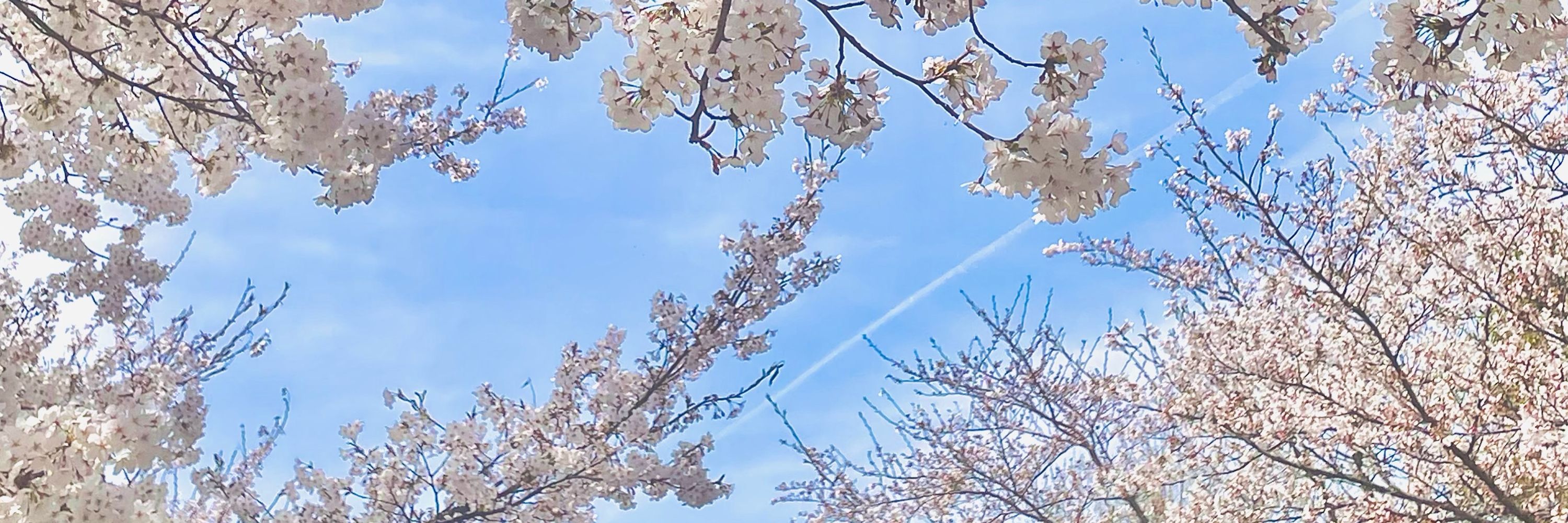 しらす。