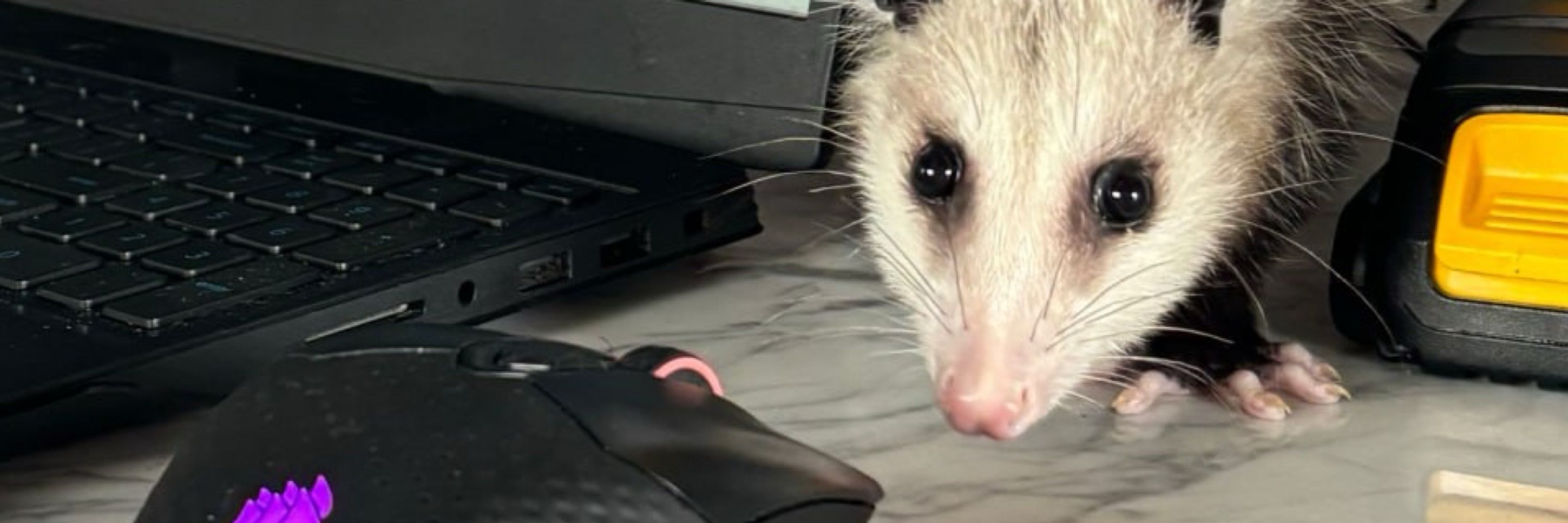 Engine Bay Opossum