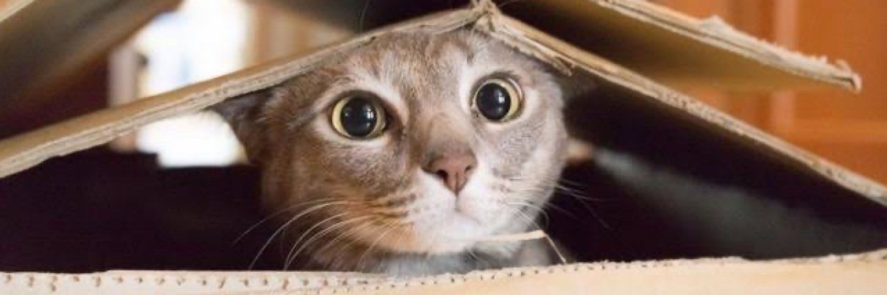 ねこのきゃっとさん