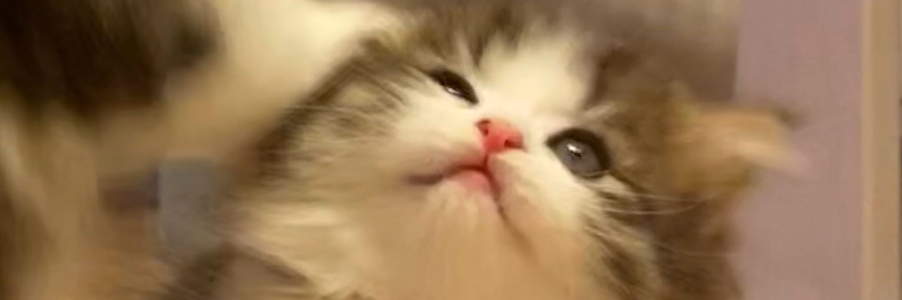 もふもふ好き