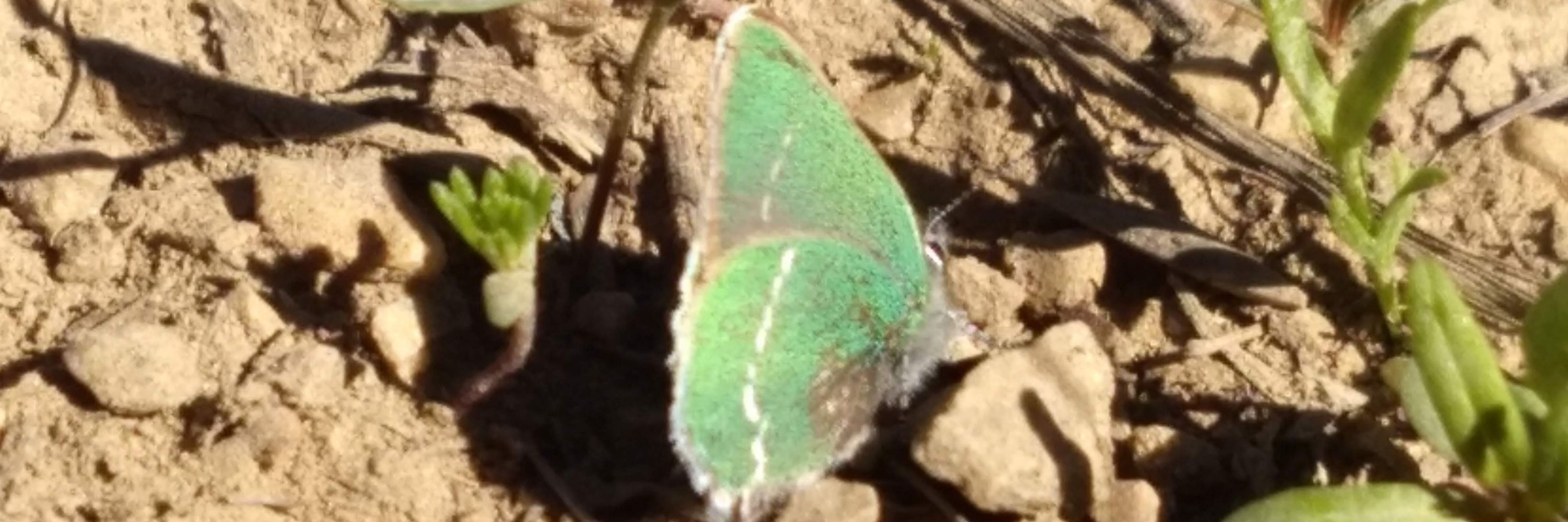 Insect Adventures