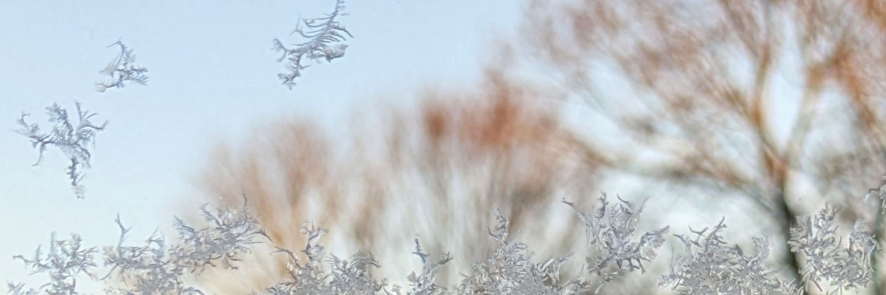 Annette Pichler