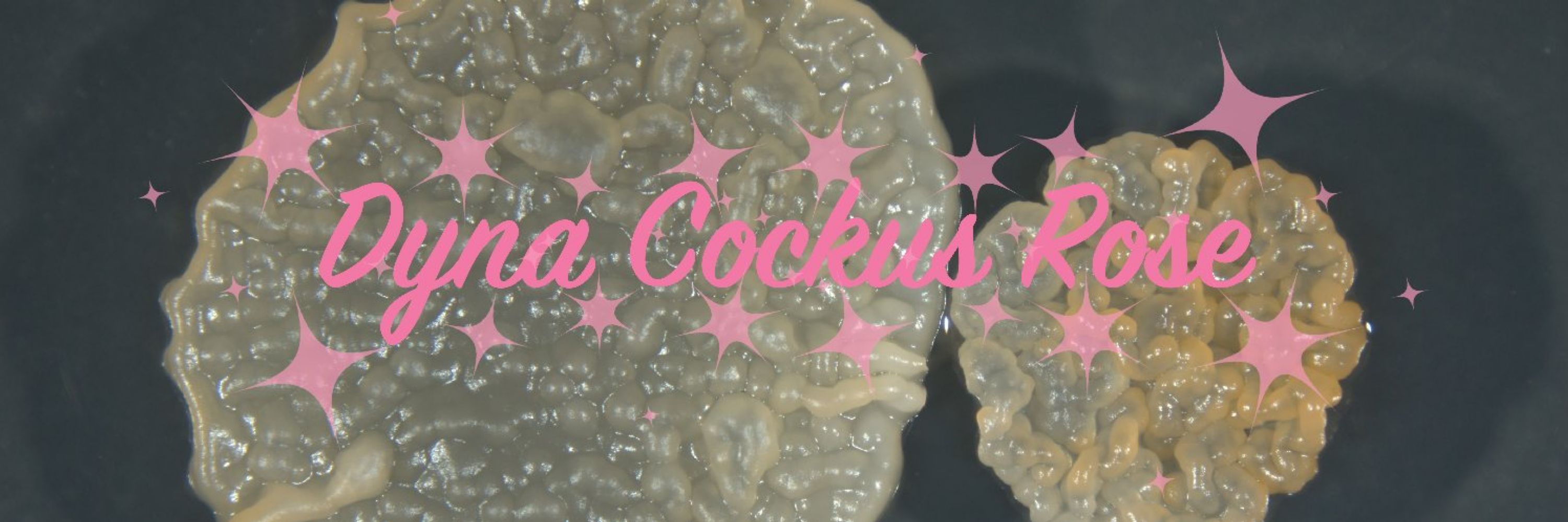Dyna Cockus Rose