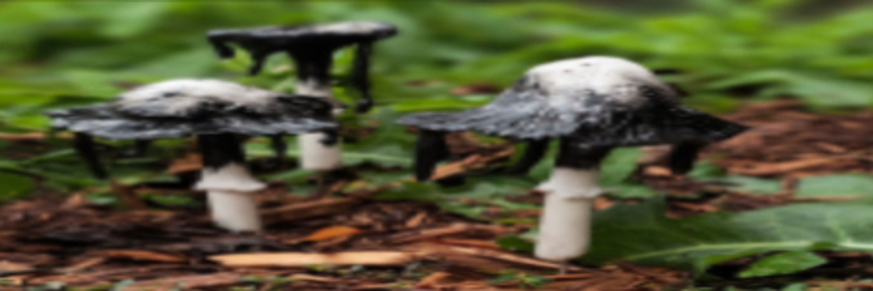Inkcap