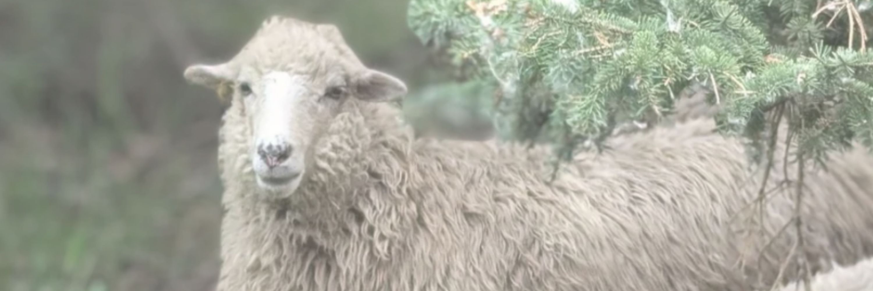 Shirley Harvey | White Spruce Heritage Farm