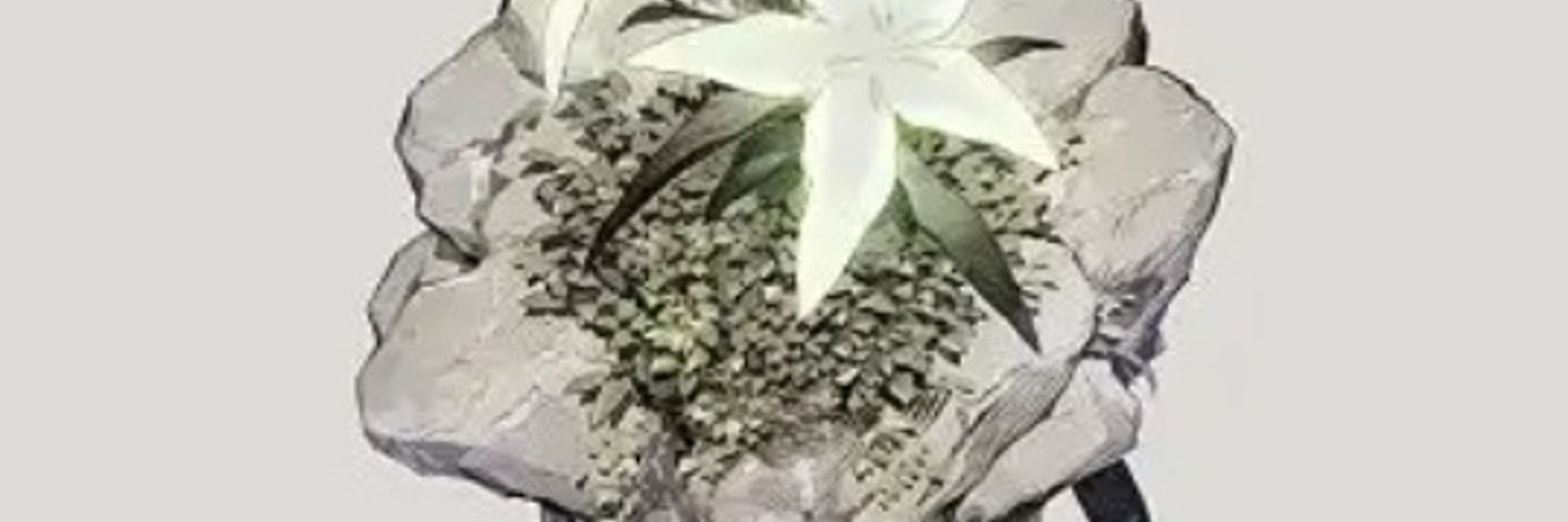 じょーじ