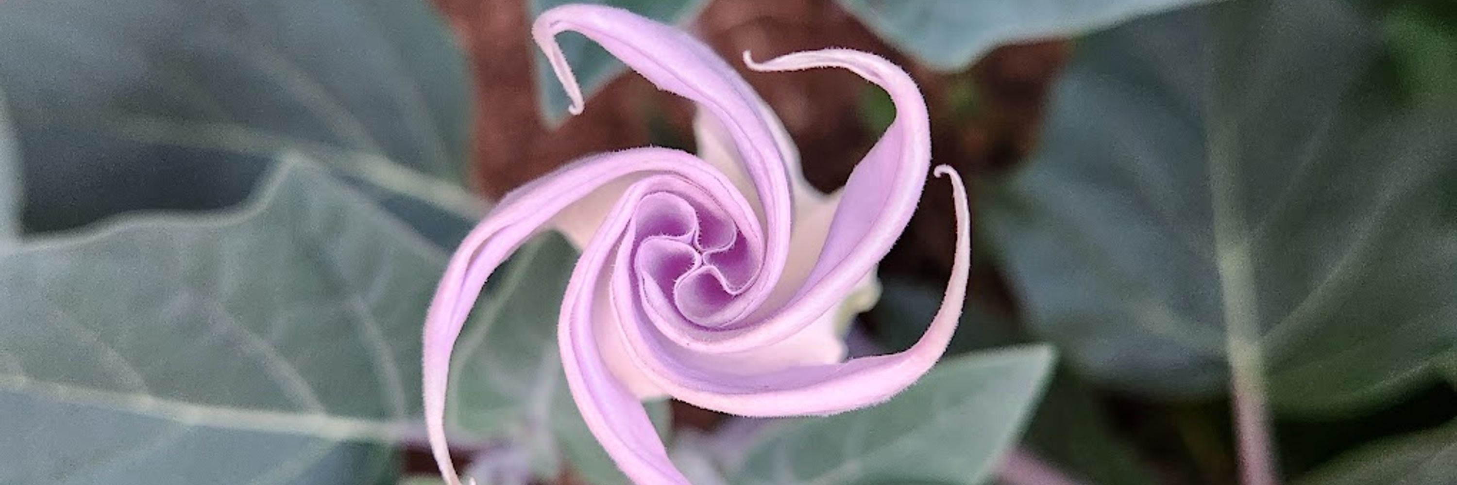 Osmos Piraña