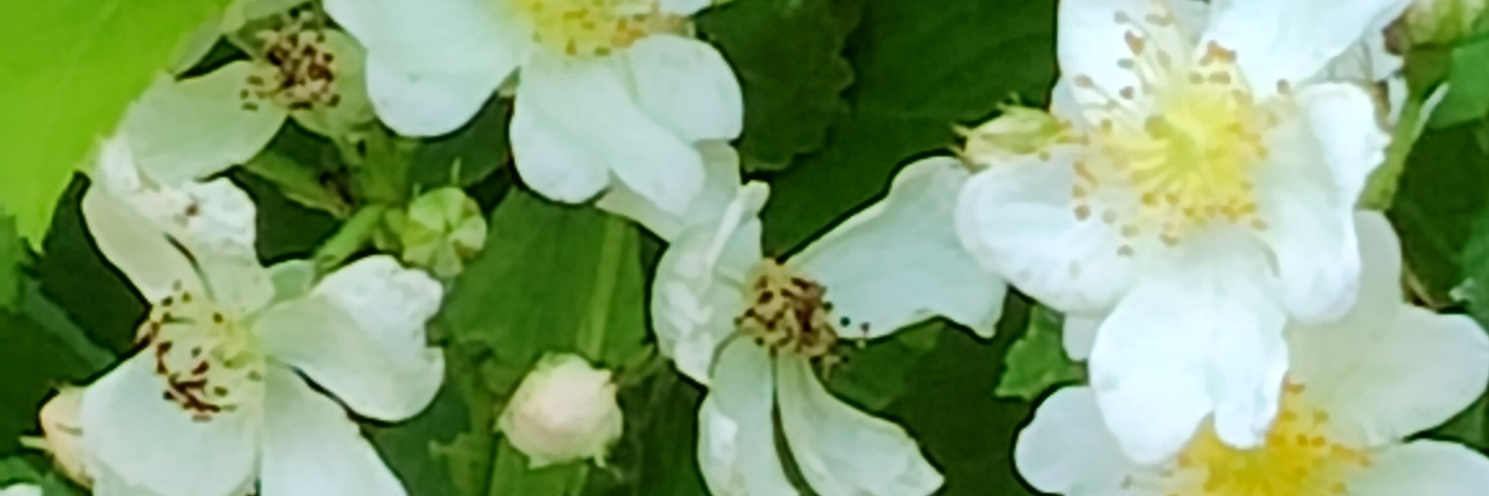 N.Kuribouzu