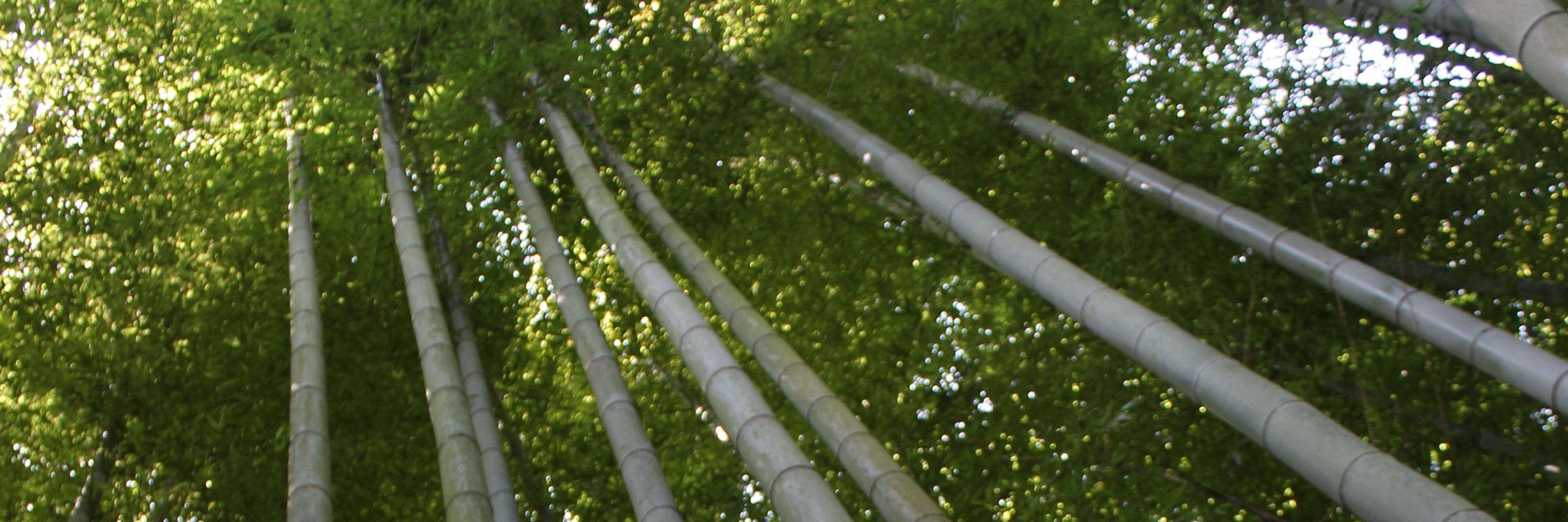 Firing Dendrites